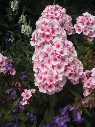 Image result for Phlox paniculata `Bright Eyes`