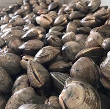 Image result for Clams