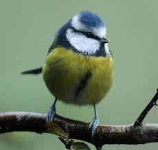 Image result for Cyanistes caeruleus