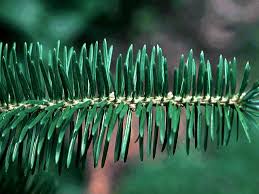 Attēlu rezultāti vaicājumam “Abies veitchii”