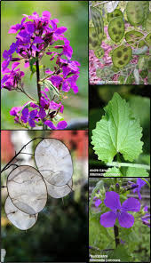Image result for Lunaria annua