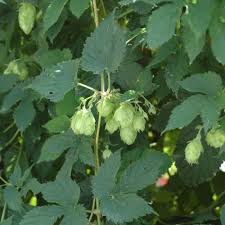 Attēlu rezultāti vaicājumam “Humulus lupulus”