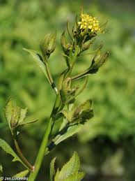 Attēlu rezultāti vaicājumam “Rorippa amphibia leaf”
