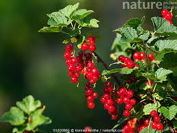 Attēlu rezultāti vaicājumam “Ribes rubrum fruit”
