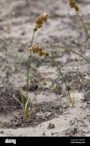 Attēlu rezultāti vaicājumam “Carex arenaria  flower”