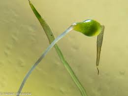 Attēlu rezultāti vaicājumam “Hygrohypnum luridum sporophyte”