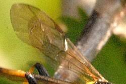 Attēlu rezultāti vaicājumam “Diphyus latebricola”