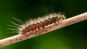 Attēlu rezultāti vaicājumam “Phragmatobia fuliginosa larva”