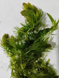 Attēlu rezultāti vaicājumam “Ceratophyllum demersum leaf”