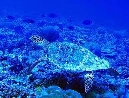 Image result for Eretmochelys imbricata