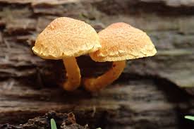 Attēlu rezultāti vaicājumam “Neocudoniella albiceps”