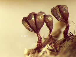 Attēlu rezultāti vaicājumam “Metatrichia vesparia”