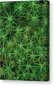 Attēlu rezultāti vaicājumam “Polytrichum commune”