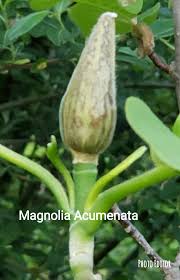 Attēlu rezultāti vaicājumam “Magnolia acuminata bud”