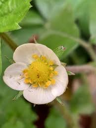 Attēlu rezultāti vaicājumam “Fragaria vesca flower”