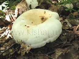 Attēlu rezultāti vaicājumam “Lactarius bertillonii”