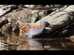 Image result for Porzana pusilla