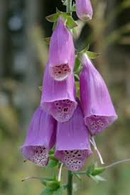 Image result for Fingerhut rot