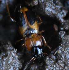 Attēlu rezultāti vaicājumam “Badister bullatus”