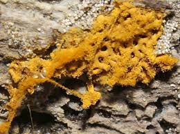 Attēlu rezultāti vaicājumam “Hemitrichia chrysospora young”