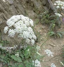 Attēlu rezultāti vaicājumam “Libanotis montana leaf”