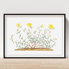 Attēlu rezultāti vaicājumam “Helianthemum nummularium leaf”