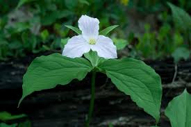 Attēlu rezultāti vaicājumam “Didymium proximum”