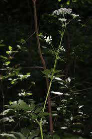 Attēlu rezultāti vaicājumam “Chaerophyllum aromaticum fruit”