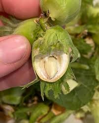 Attēlu rezultāti vaicājumam “Corylus avellana fruit”