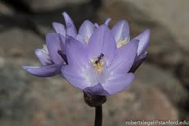 Attēlu rezultāti vaicājumam “Diderma tigrinum stalked”