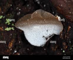 Attēlu rezultāti vaicājumam “Pseudohydnum gelatinosum”