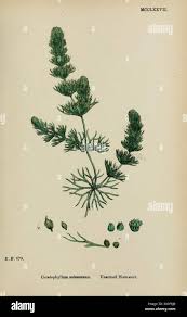 Attēlu rezultāti vaicājumam “Ceratophyllum submersum leaf”