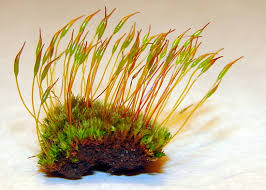 Attēlu rezultāti vaicājumam “Tortula muralis sporophyte”