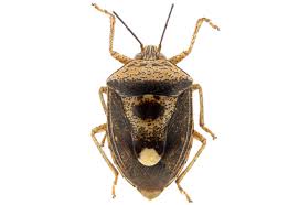 Attēlu rezultāti vaicājumam “Heteroptera”