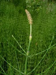 Attēlu rezultāti vaicājumam “Equisetum palustre”