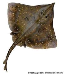 Image result for Dipturus batis