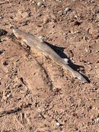 Image result for Furgaleus macki