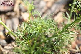 Attēlu rezultāti vaicājumam “Lycogala asperum sessile”