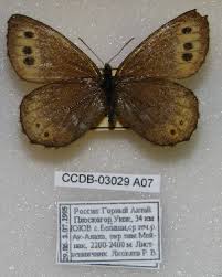 Attēlu rezultāti vaicājumam “Oeneis jutta”