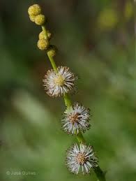 Attēlu rezultāti vaicājumam “Sparganium neglectum”