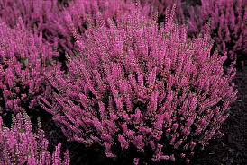 Attēlu rezultāti vaicājumam “Calluna vulgaris fruit”