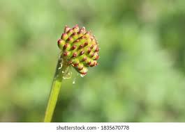 Attēlu rezultāti vaicājumam “Trollius europaeus fruit”