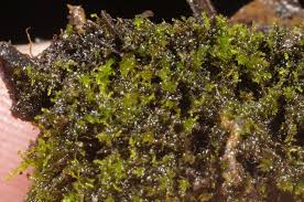 Attēlu rezultāti vaicājumam “Cephaloziella elachista macro”