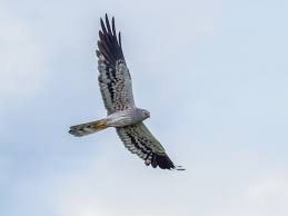 Attēlu rezultāti vaicājumam “Circus pygargus”