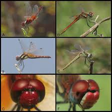 Attēlu rezultāti vaicājumam “Sympetrum”