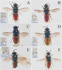 Attēlu rezultāti vaicājumam “Chrysididae”