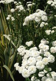 Image result for Achillea Ptarmica
