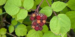 Attēlu rezultāti vaicājumam “Rubus nessensis fruit”