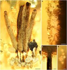 Attēlu rezultāti vaicājumam “Stemonitis axifera stalked”