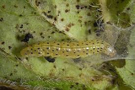 Attēlu rezultāti vaicājumam “Pyrausta aurata”